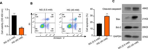 Hg Treated Hk 2 Cells Proliferation Inhibition And Apoptosis Promotion