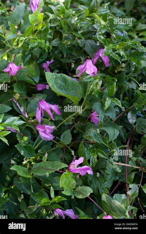 Clematis Lambton Park Stock Photo Alamy