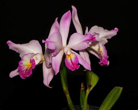 Get Ready Southern Suburbs Orchid Society Inc