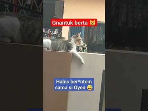 Gnantuk Berta Habis Ber Ntem Sama Si Oyen Youtube