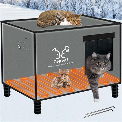 can a house cat survive outside in the winter 4