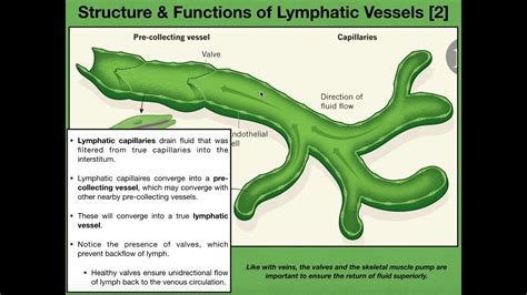 Lymphatic Vessels Diagram