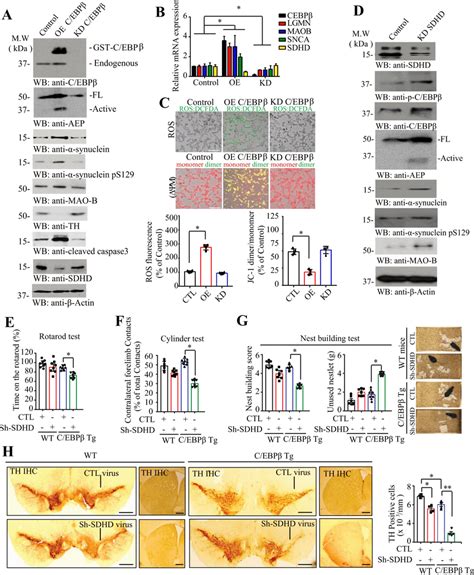 Deletion Of Sdhd In The Sn Of Thy C Ebp Transgenic Mice Induces Motor