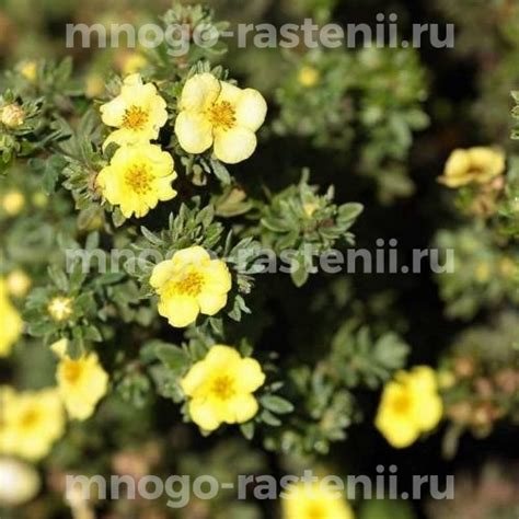 Саженцы Лапчатка кустарниковая Элизабет купить по цене 1350 руб. в ...