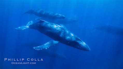 Humpback Whales In Underwater Competitive Group Megaptera Novaeangliae