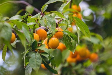 Yellow Cherry Plum Fruits on the Tree during Ripening_ Stock Image ...