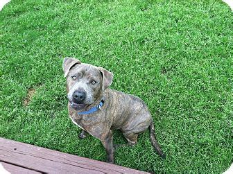 McKinney, TX - Blue Lacy/Texas Lacy. Meet Bentley a Pet for Adoption.