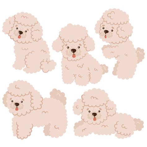 820개 이상의 Toy Poodle 스톡 일러스트 Royalty Free 벡터 그래픽 및 클립 아트 Istock