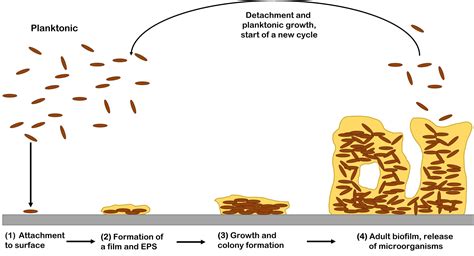 Biofilm And Microplastics Wasser