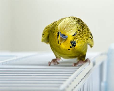 5 Best Pet Birds To Breed | BeChewy