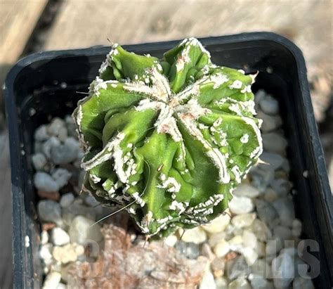 Shpr Astrophytum Myriostigma Cv Fukuryu V Nudum