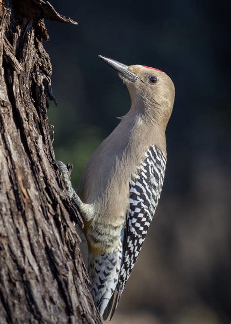 Gila woodpecker which is found mostly in Arizona in the US. : r/birding