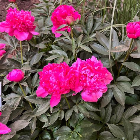 Paeonia Lactiflora Felix Crousse Peony Felix Crousse Primrose