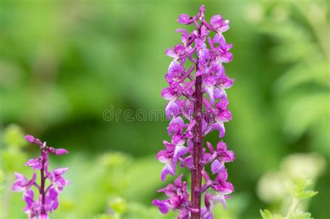 Early Purple Orchid Orchis Mascula Flowers Stock Image Image Of