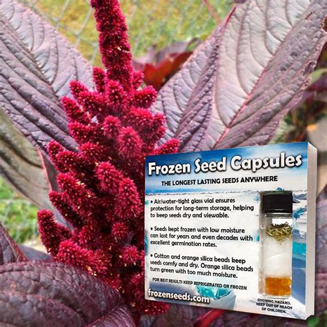 Hopi Red Dye Amaranth Seeds Amaranthus Cruentus X A Powellii