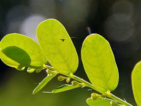 Fondos De Hojas De Phyllanthus Urinaria Fotos Y Im Genes De Descarga