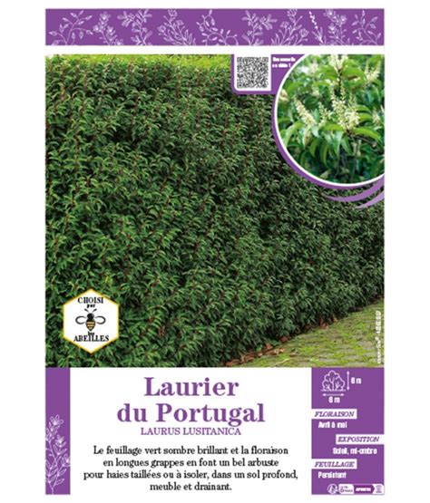 Prunus Lusitanica Voir Laurier Du Portugal