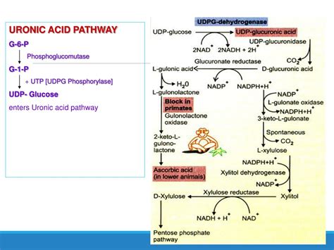 Ppt Uronic Acid Pathway Powerpoint Presentation Free Download Id9618272