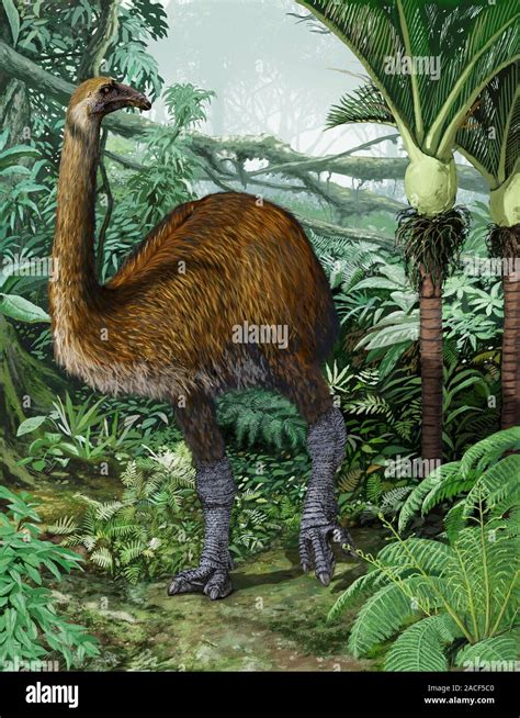 Moa Dinornis Gigante Sp En Bosques Densos Obras De Arte El Moa