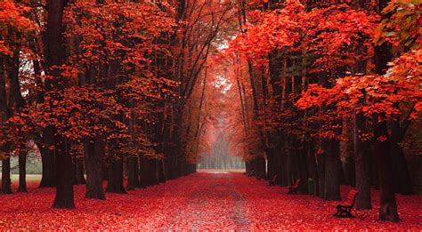 Free picture: red, autumn