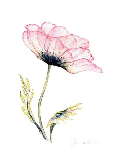 Transparent Anemone Watercolour By Olga Koelsch Watercolor