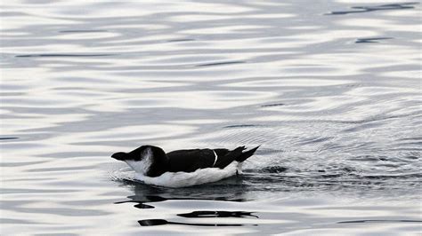 La sorprendente oleada de alcas el pájaro que parece un pingüino pero