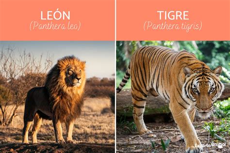 Top 50 Imagen Diferencias Entre Tigres Y Leones Abzlocal Mx