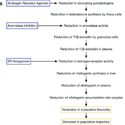 Development Of The Adverse Outcome Pathway AOP Network For Female