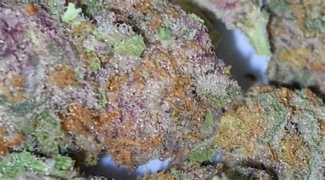 Strain Review Midnight Snack By Maven Genetics The Highest Critic