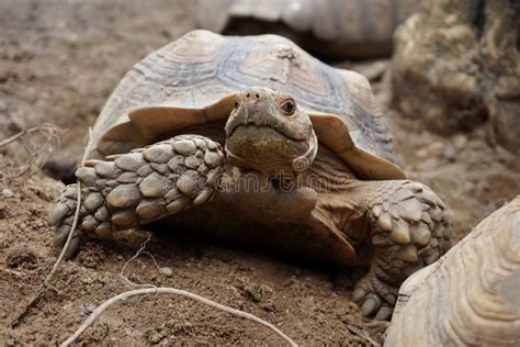 African Sulcata Tortoise Natural Habitat Stock Image - Image of ...