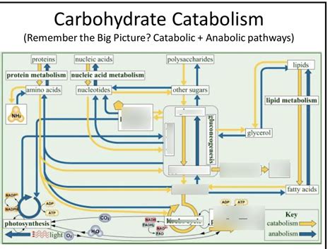 Carbohydrate catabolism diagram Diagram | Quizlet