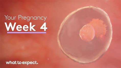 Fetal Development By Week How A Fetus Grows In Pregnancy 46 OFF