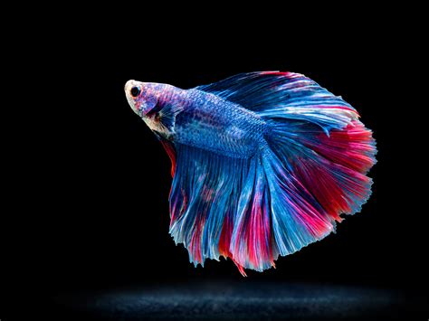 Colorful Freshwater Fish for Beginners - Aquarium Tidings