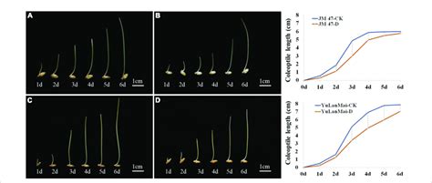 Dynamic changes of coleoptile length in a growth cycle. (A) Growth ...