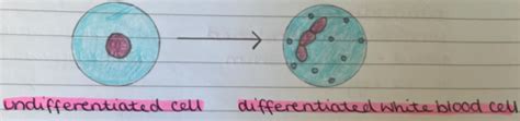 Cells and organisation - cell differentiation and specialisation Flashcards | Quizlet