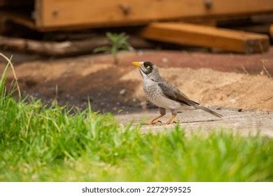 767 Noisy Miner Bird Images, Stock Photos & Vectors | Shutterstock