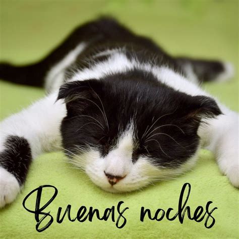 Buenas Noches Gatos Fotos De Gatitos Tiernos Para Whatsapp