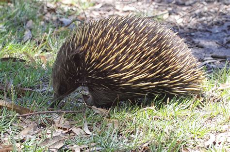 Short-beaked Echidna | High-Quality Animal Stock Photos ~ Creative Market