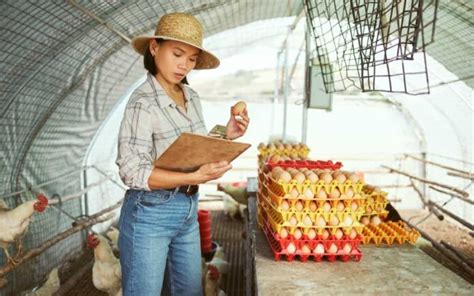 Project Report of Layer Chicken Farming: Production Economics, Cost and ...