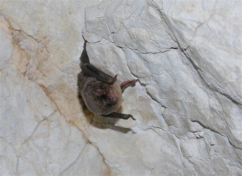 A la découverte des chauves souris du Gard Conservatoire d espaces