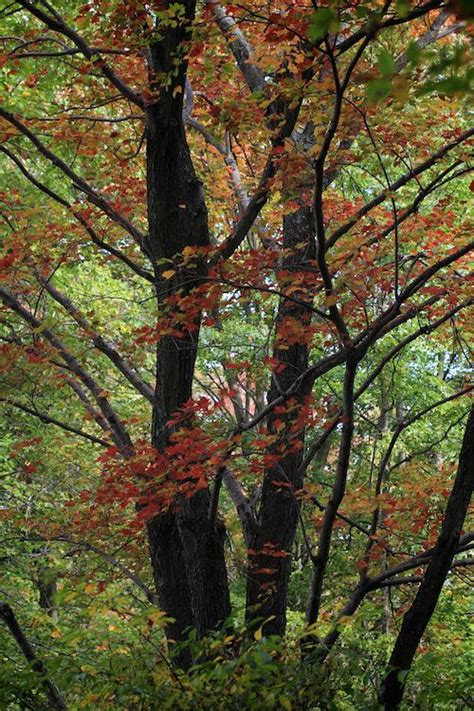 Crow's Nest: The ones that got away - Natural Lands