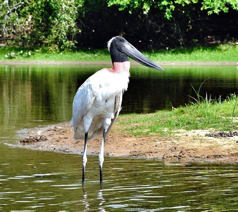 O Que Significa Jaburu - Tuiuiú or Jaburu - Symbolic Bird of Pantanal