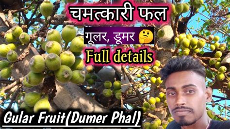 गलर क फल डमर क फल Full details Gular Fruit चमतकर फल dumar