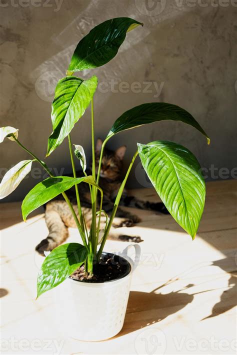 Sensa O De Spathiphyllum Planta Em Casa Interior Cuidado E Reprodu O