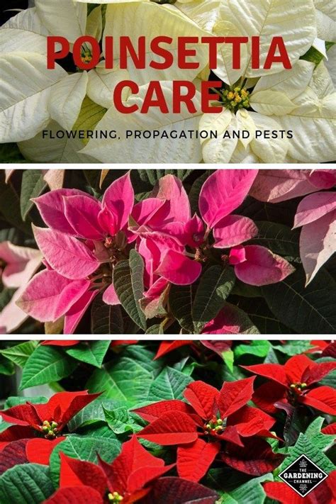 Gardening Tips for Poinsettia Care | Poinsettia care, Gardening tips ...