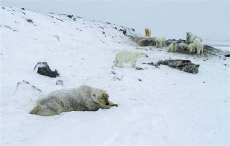 【氣候暖化】俄村落驚現逾50隻北極熊覓食 專家籲村民永久撤離 蘋果日報•聞庫