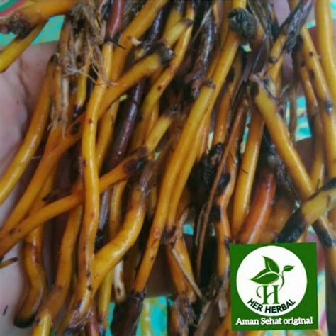 Jual Akar Pohon Aren Segar 350gram Shopee Indonesia