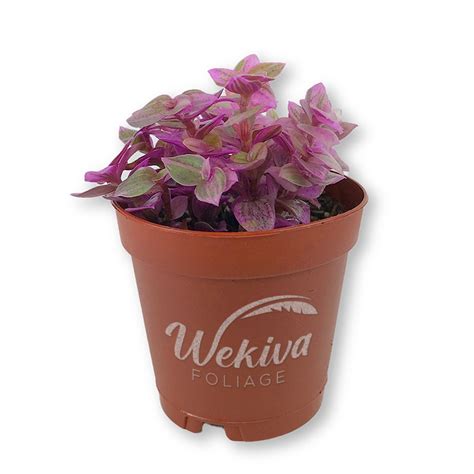 Tradescantia Pink Panther Wandering Jew Live Plant In A 2 Inch Pot