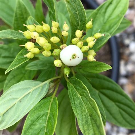 Cornus Sericea Flaviramea Syn Cornus Stolonifera Flaviramea