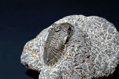 The Giant Trilobite Fossils Of Arouca Unesco Global Geopark Northern